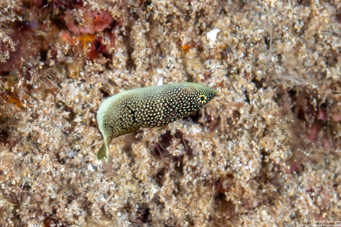 Anampses chrysocephalus (Psychedelic Wrasse)