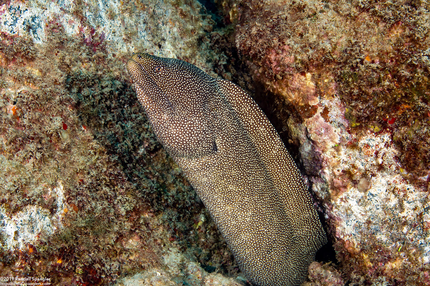 Gymnothorax meleagris (Whitemouth Moray)