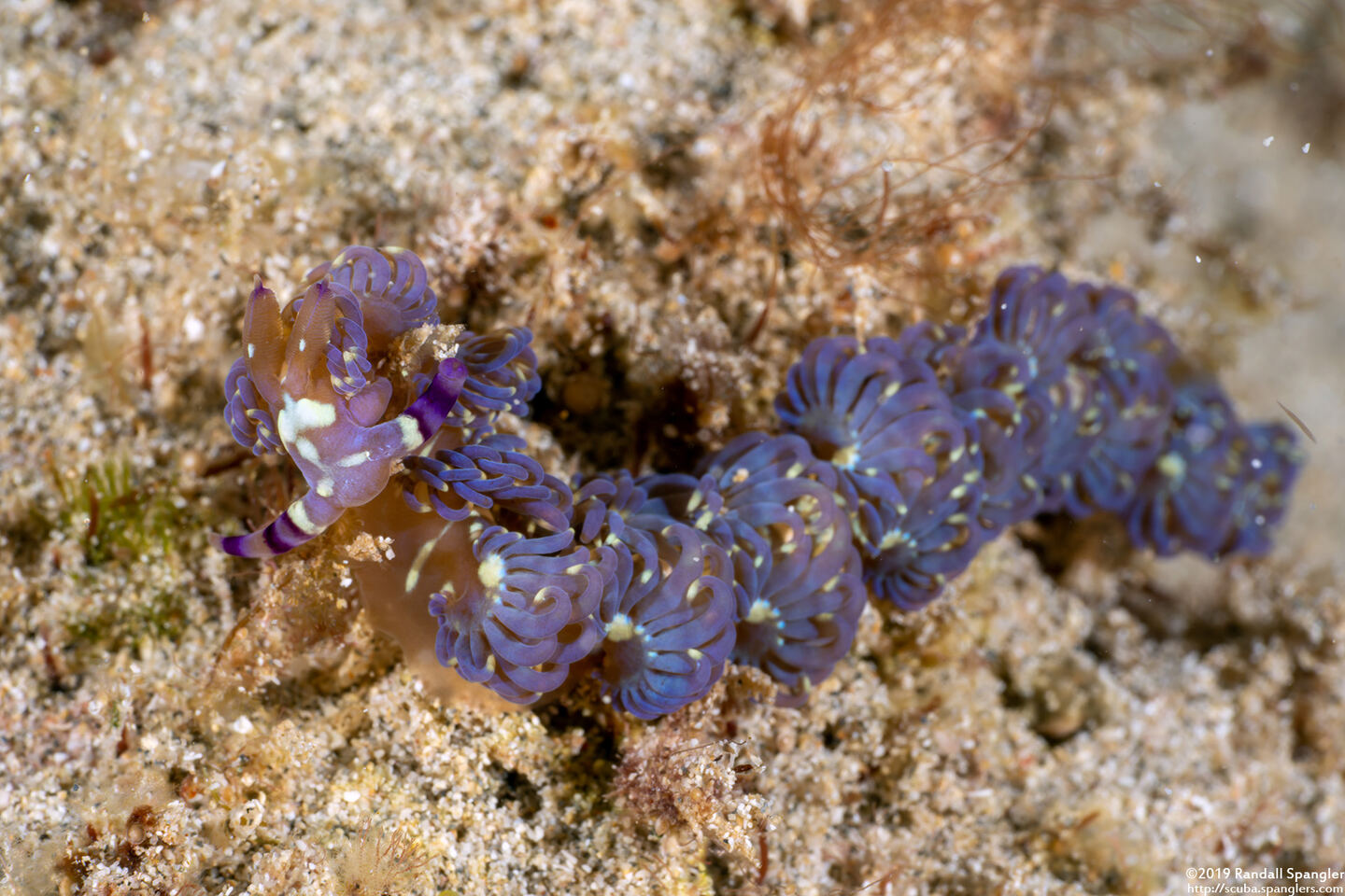 Pteraeolidia semperi (Blue Dragon Nudibranch)