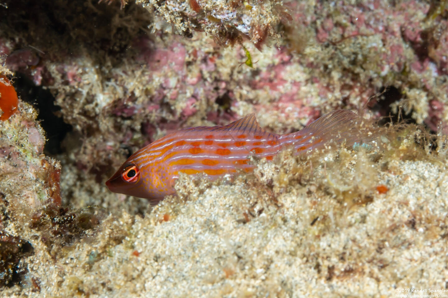 Pseudocheilinus octotaenia (Eightline Wrasse)