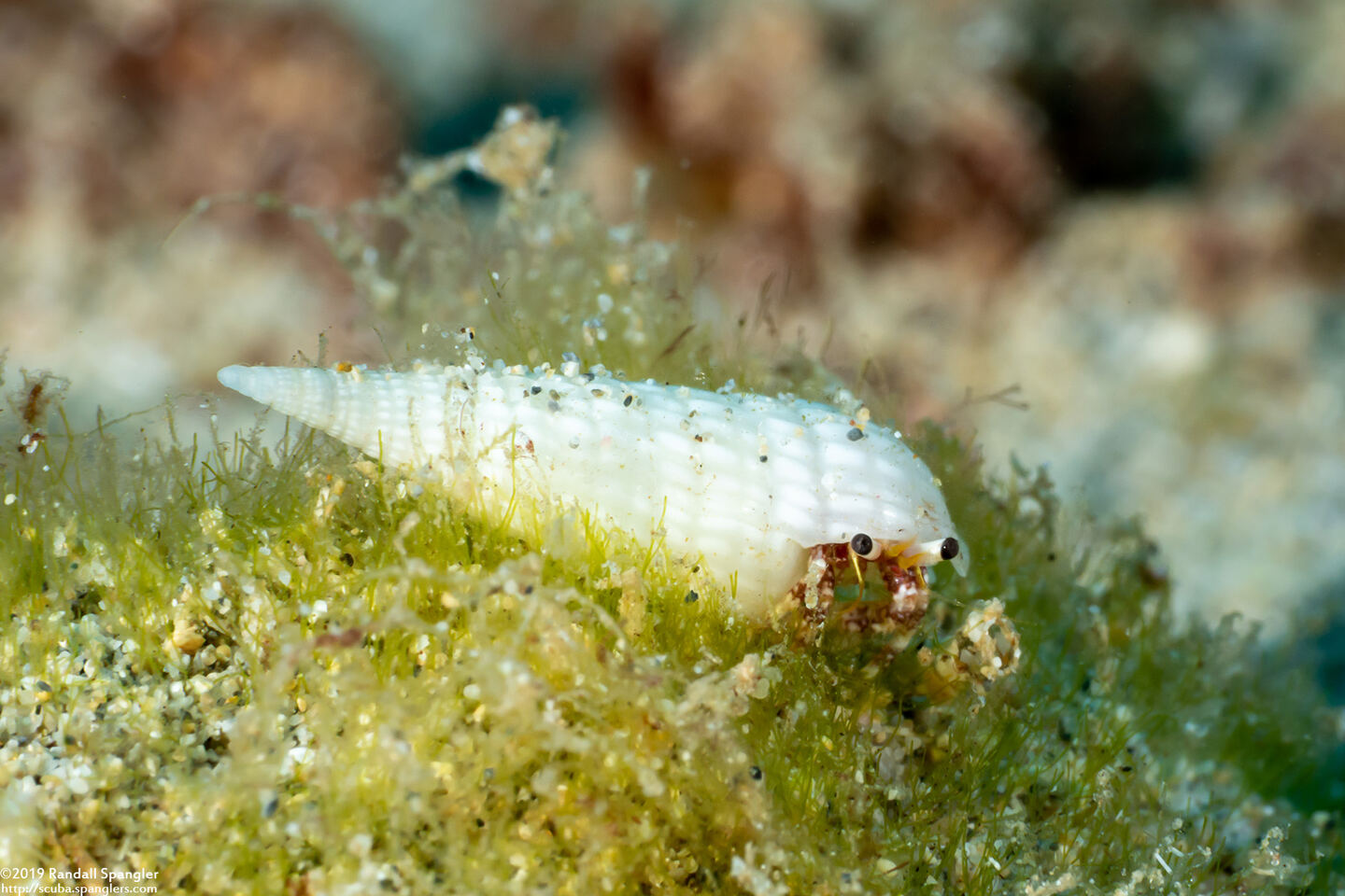 Dardanus sanguinocarpus (Bloody Hermit Crab)