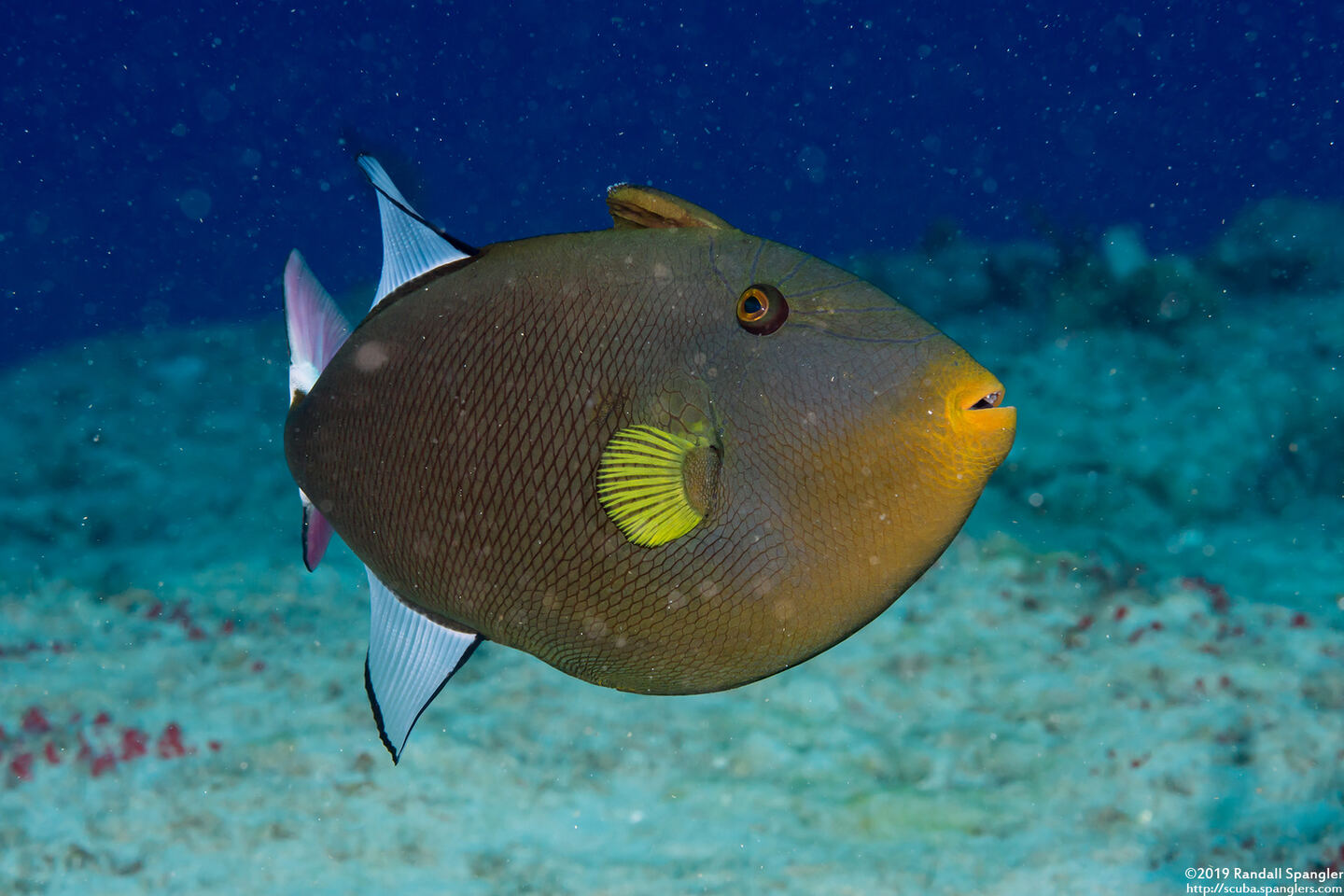 Melichthys vidua (Pinktail Triggerfish)