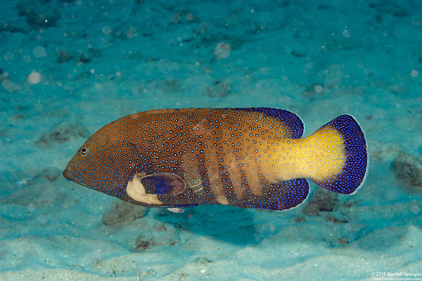 Cephalopholis argus (Peacock Grouper)