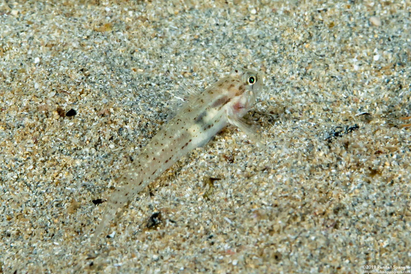 Gnatholepis knighti (Hawaiian Eyebar Goby)
