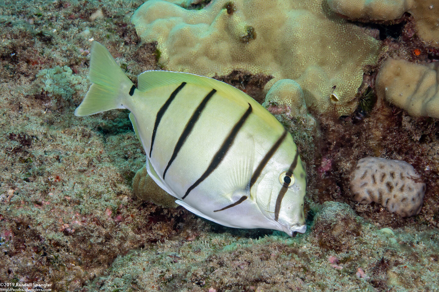 Acanthurus triostegus (Convict Tang)