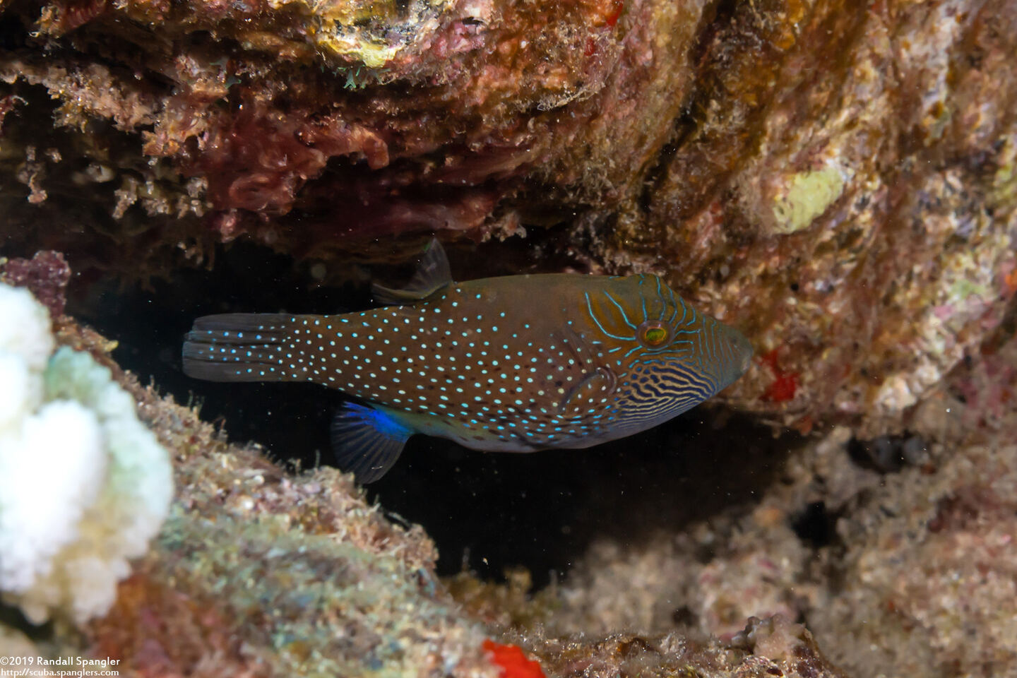 Canthigaster amboinensis (Ambon Toby)