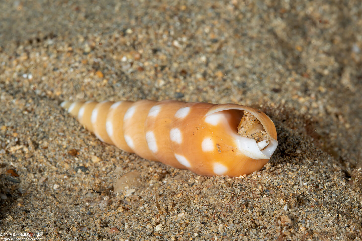 Terebra guttata (White-Spotted Auger)