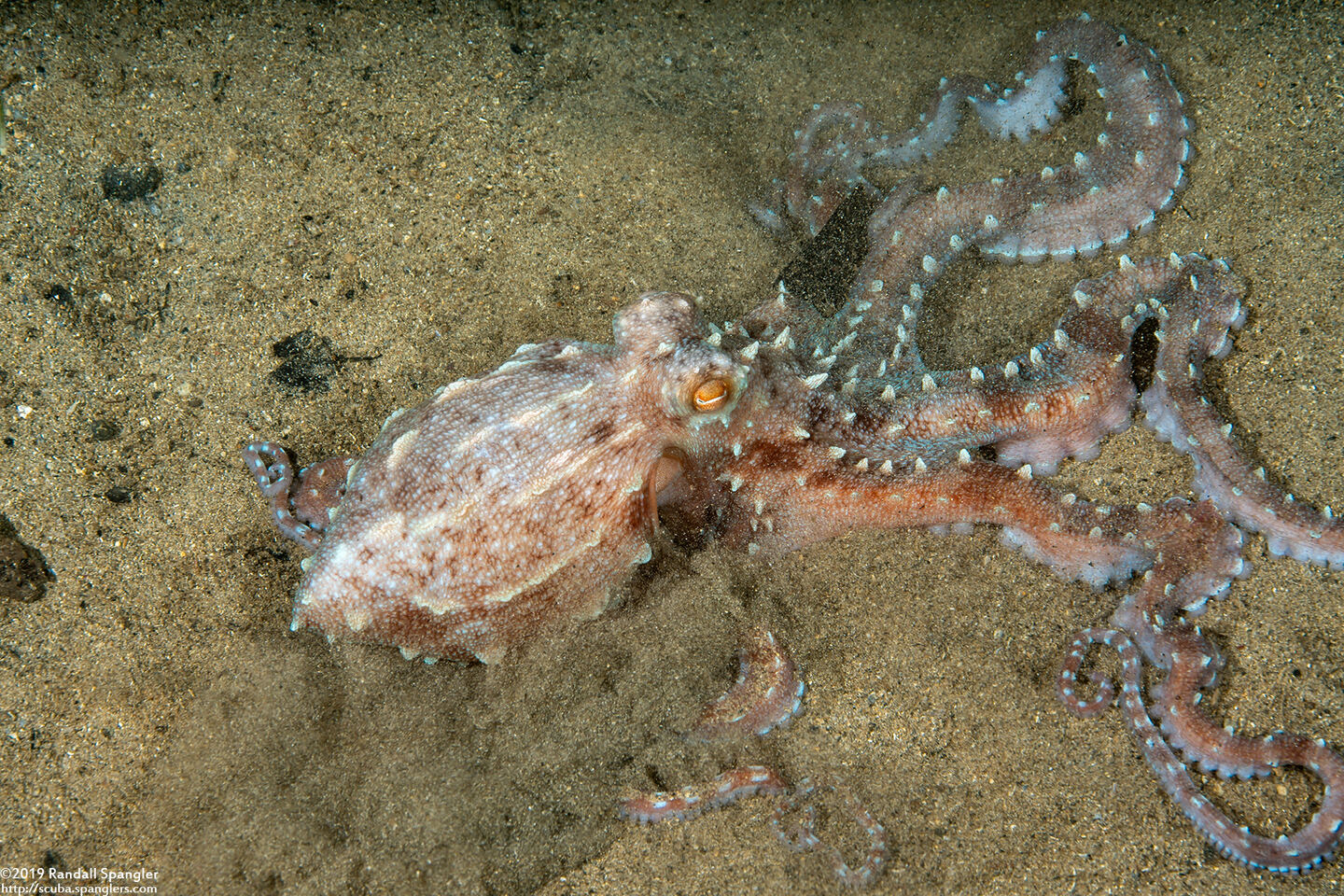Callistoctopus ornatus (Ornate Octopus)