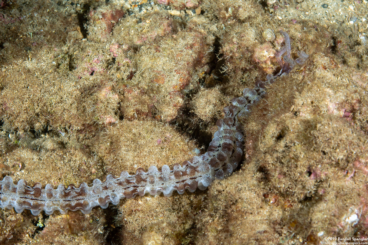 Euapta godeffroyi (Lion's Paw Sea Cucumber)