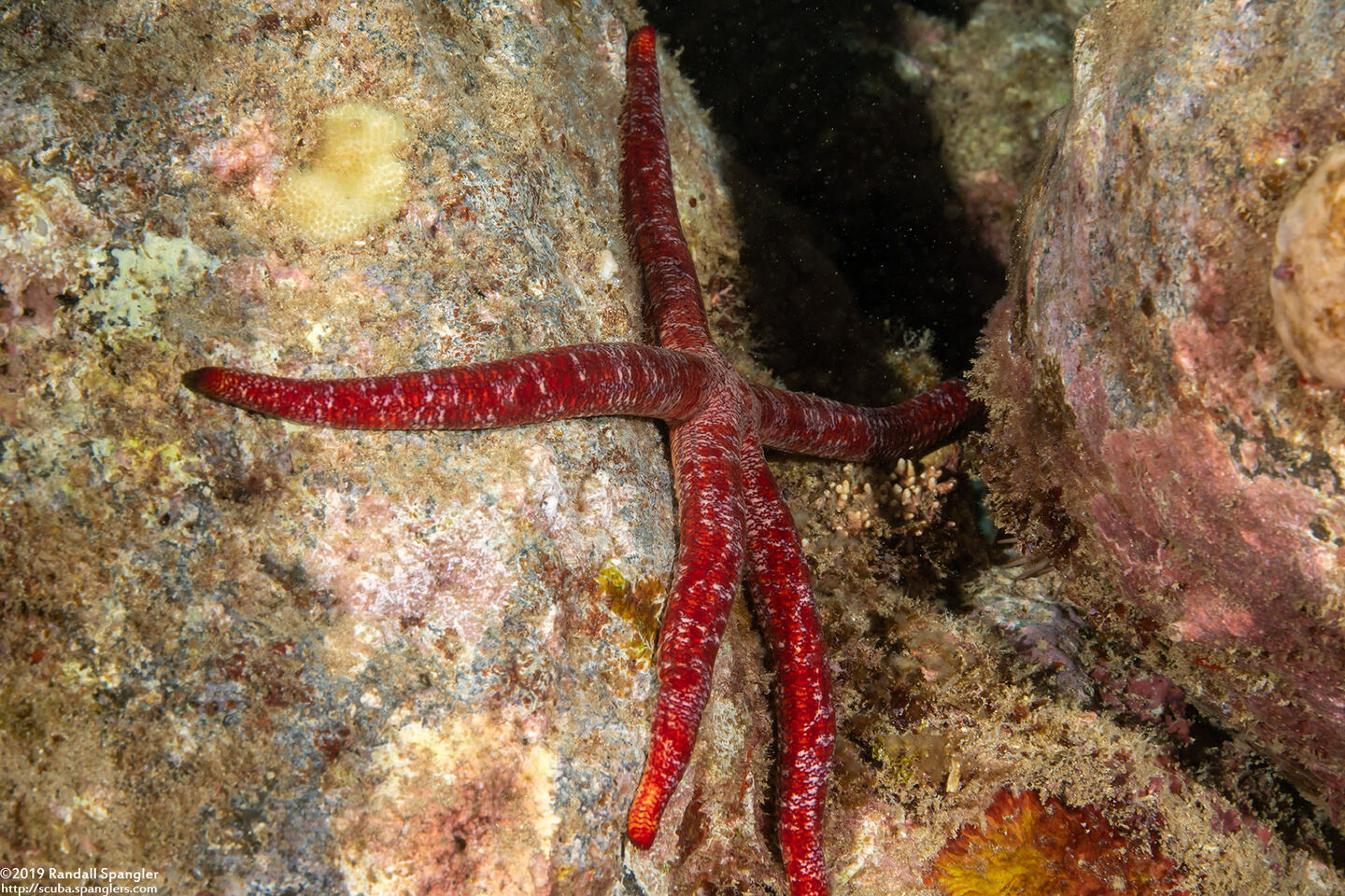 Leiaster glaber (Red Velvet Star)