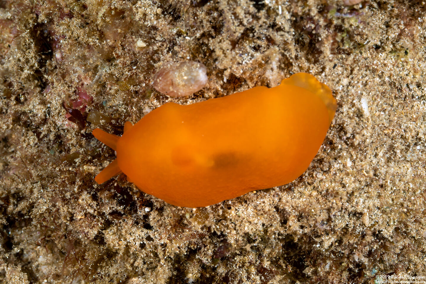 Berthellina delicata (Orange Gumdrop)