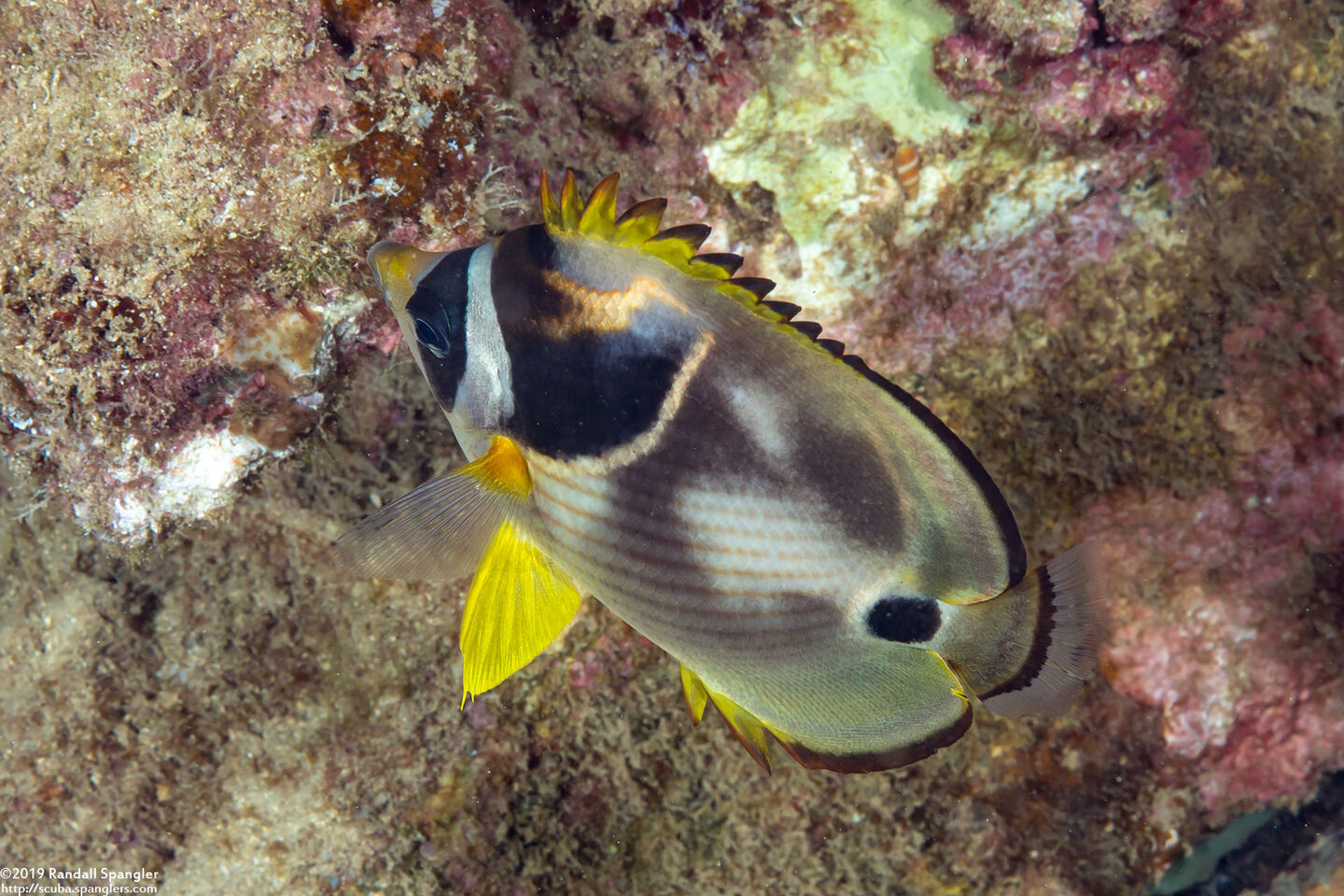 Chaetodon lunula (Raccoon Butterflyfish)
