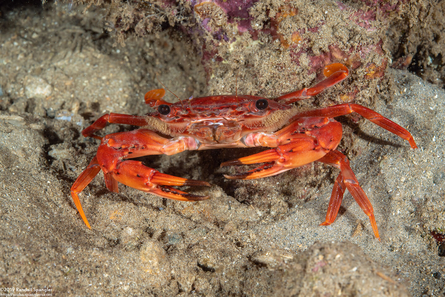 Gonioinfradens paucidentatus (Red Swimming Crab)