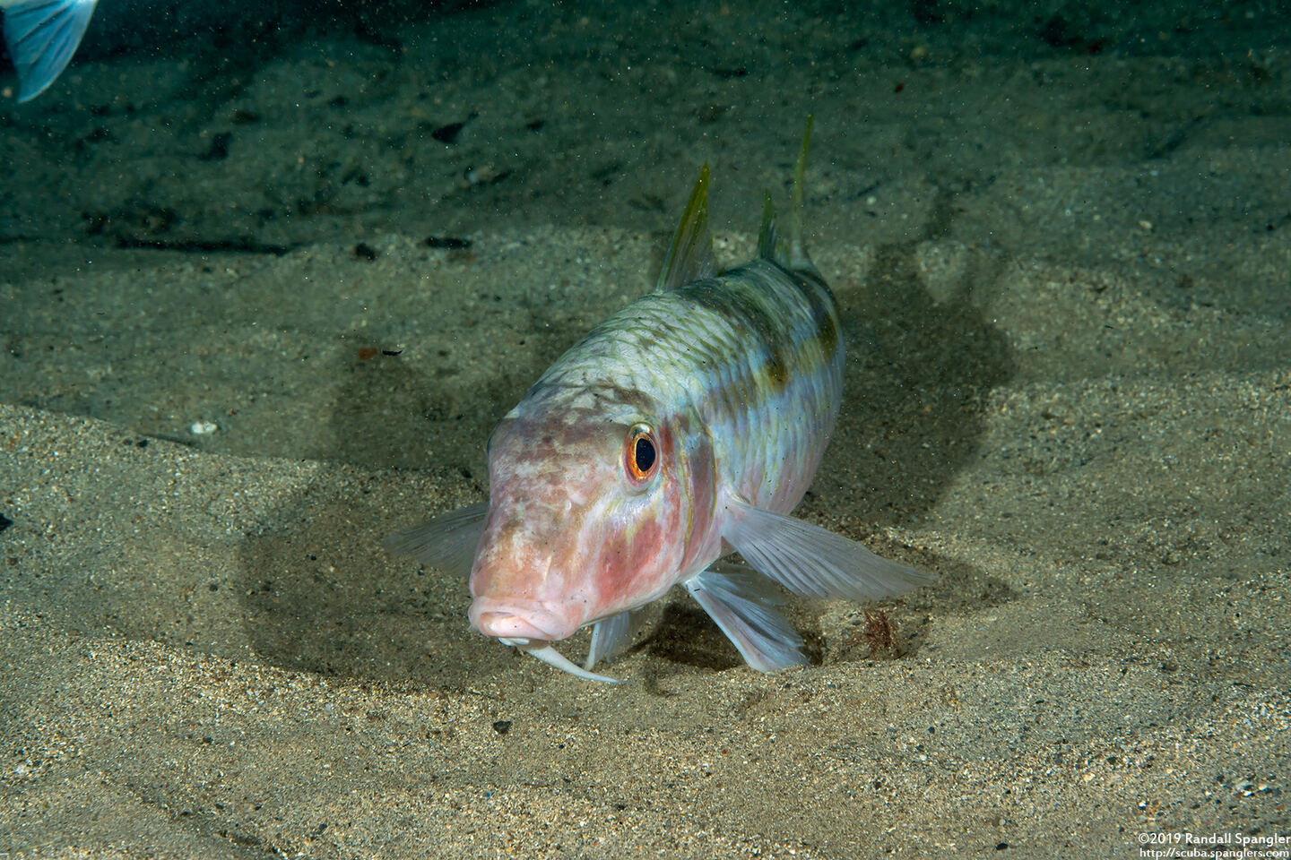 Mulloidichthys flavolineatus (Yellowstripe Goatfish)