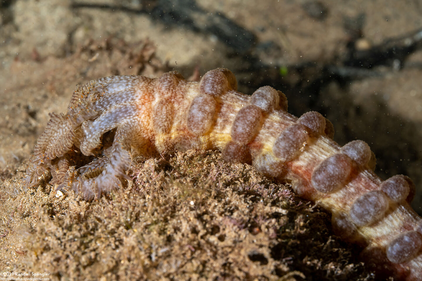 Polyplectana kefersteinii (Keferstein's Sea Cucumber)