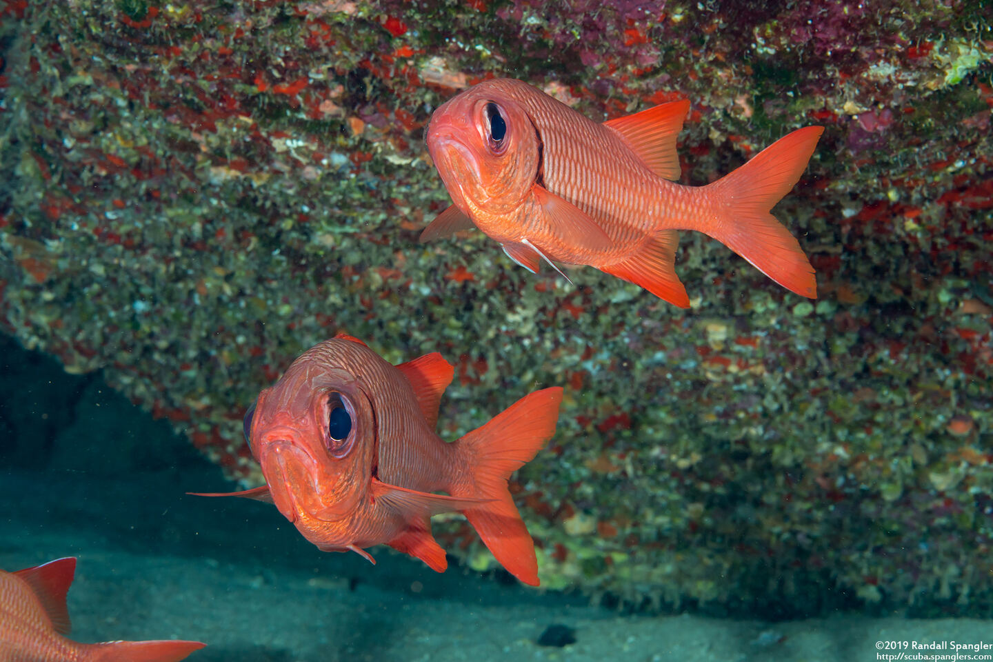 Myripristis amaena (Brick Soldierfish)