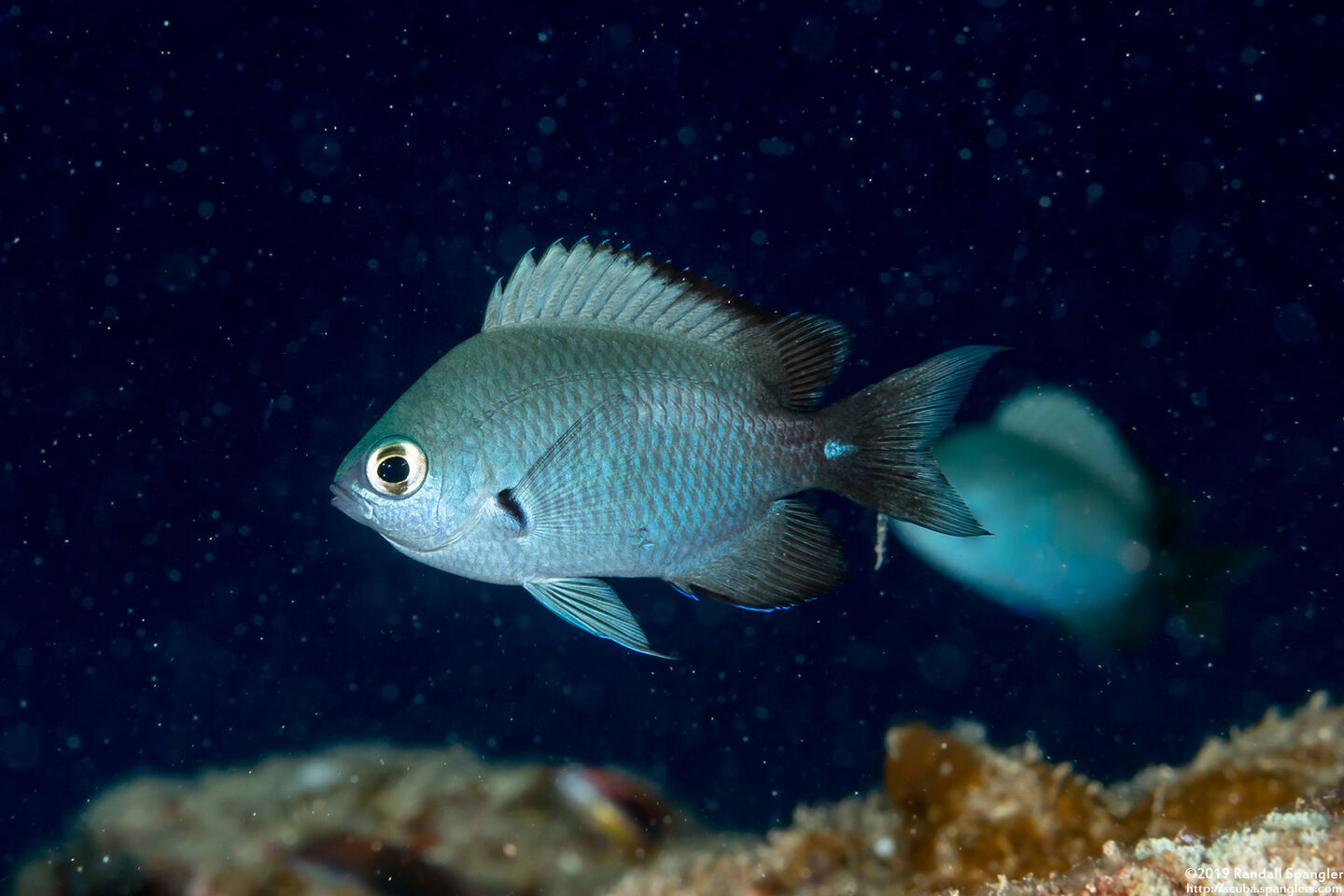 Chromis verater (Threespot Chromis)