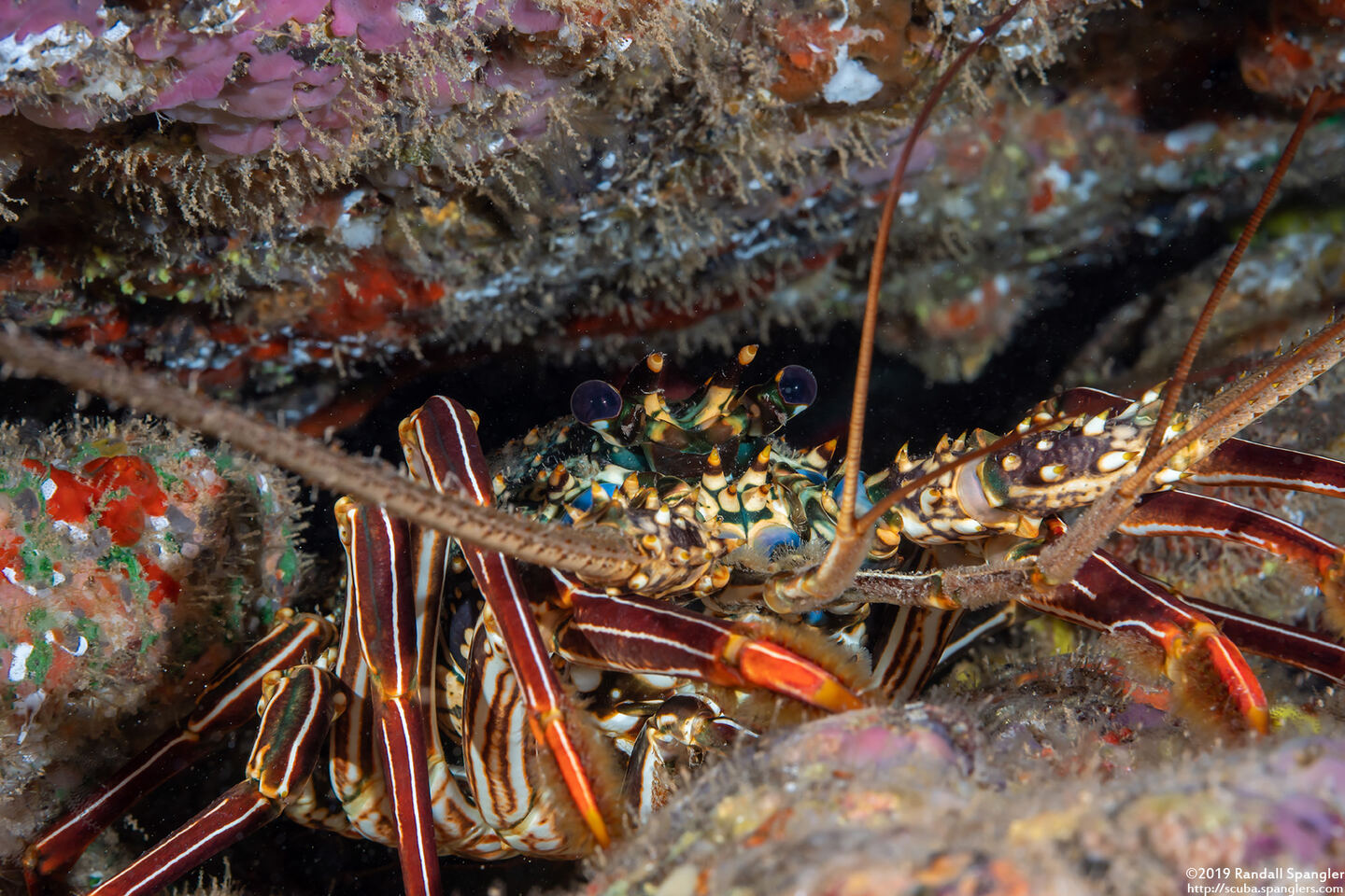 Panulirus penicillatus (Pronghorn Spiny Lobster)