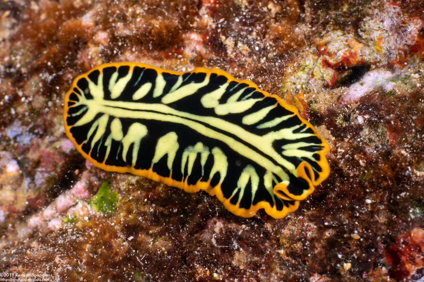 Pseudoceros dimidiatus (Divided Flatworm)