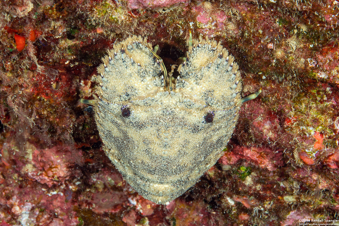 Parribacus antarcticus (Sculptured Slipper Lobster)