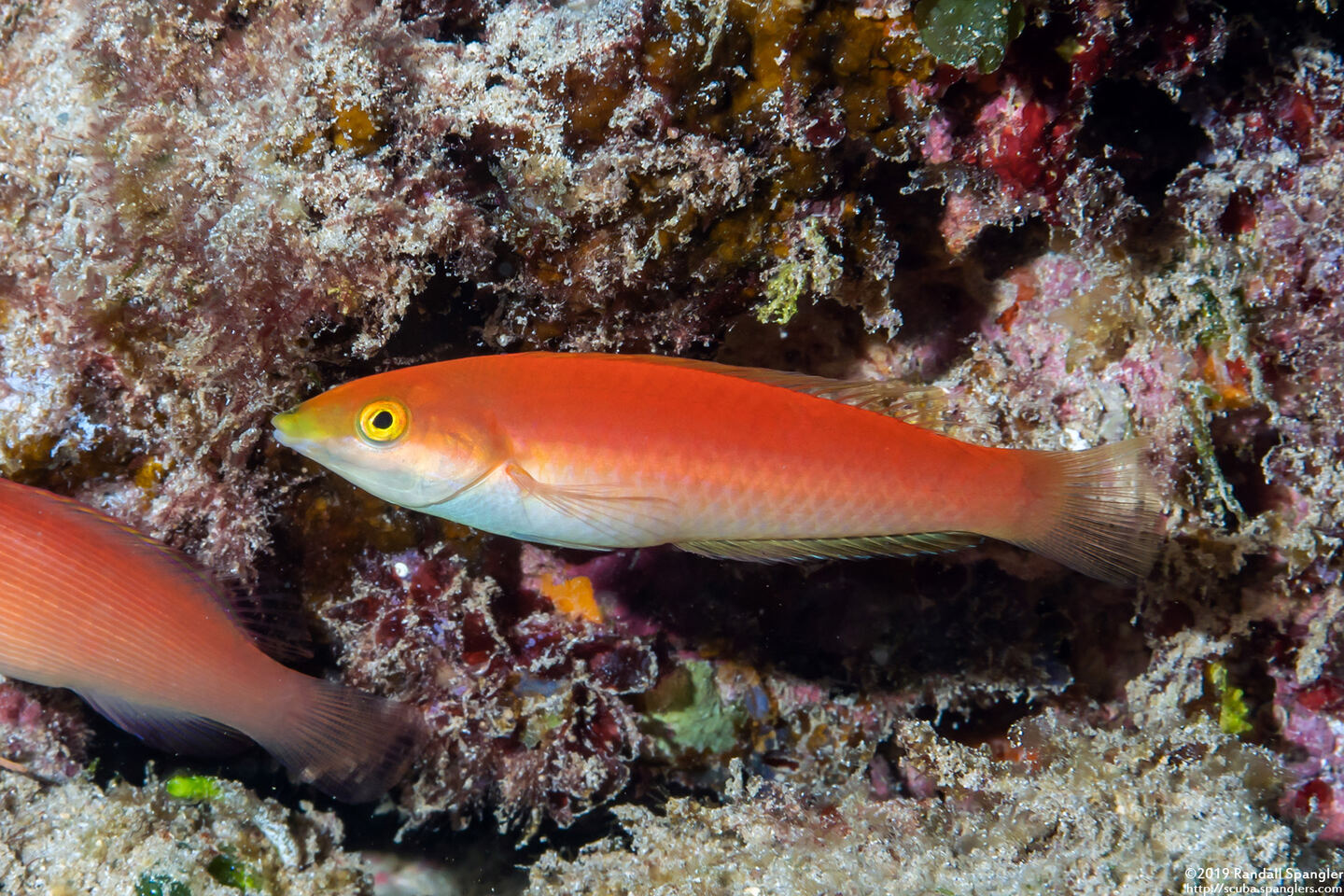 Pseudojuloides cerasinus (Pencil Wrasse)