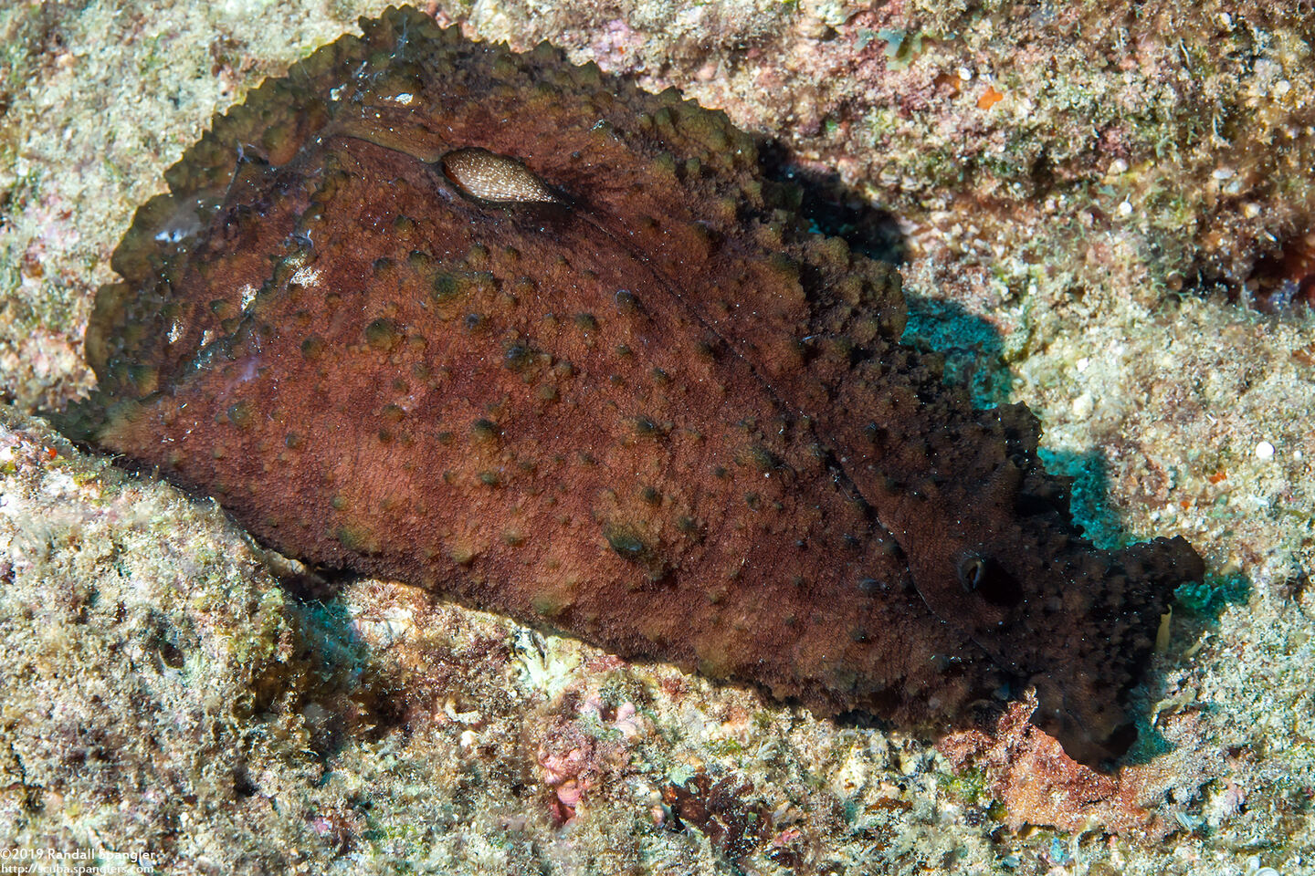 Dolabella auricularia (Eared Sea Hare)