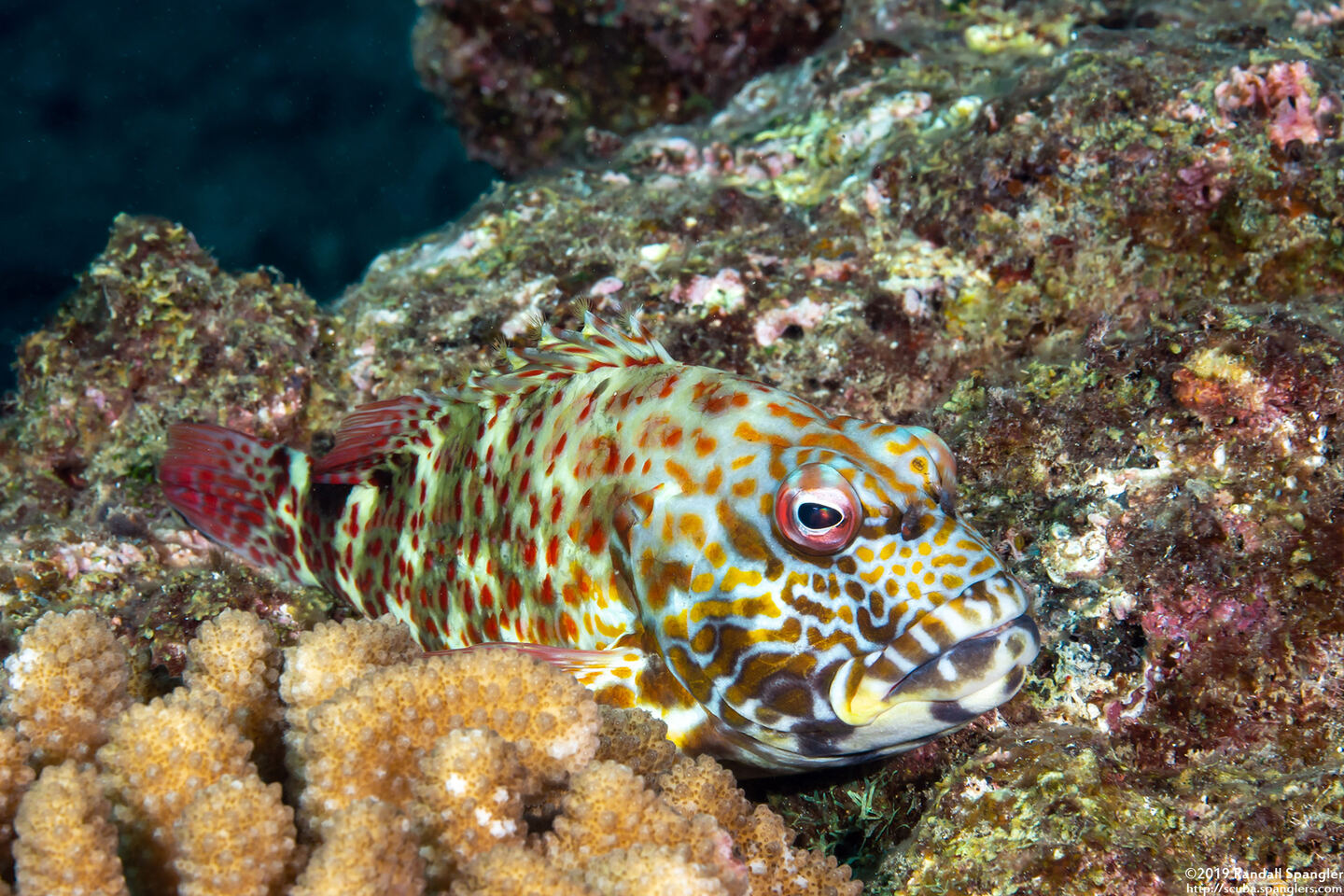 Cirrhitus pinnulatus (Stocky Hawkfish)
