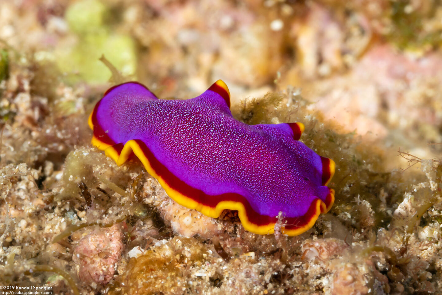 Pseudoceros ferrugineus (Fuchsia Flatworm)