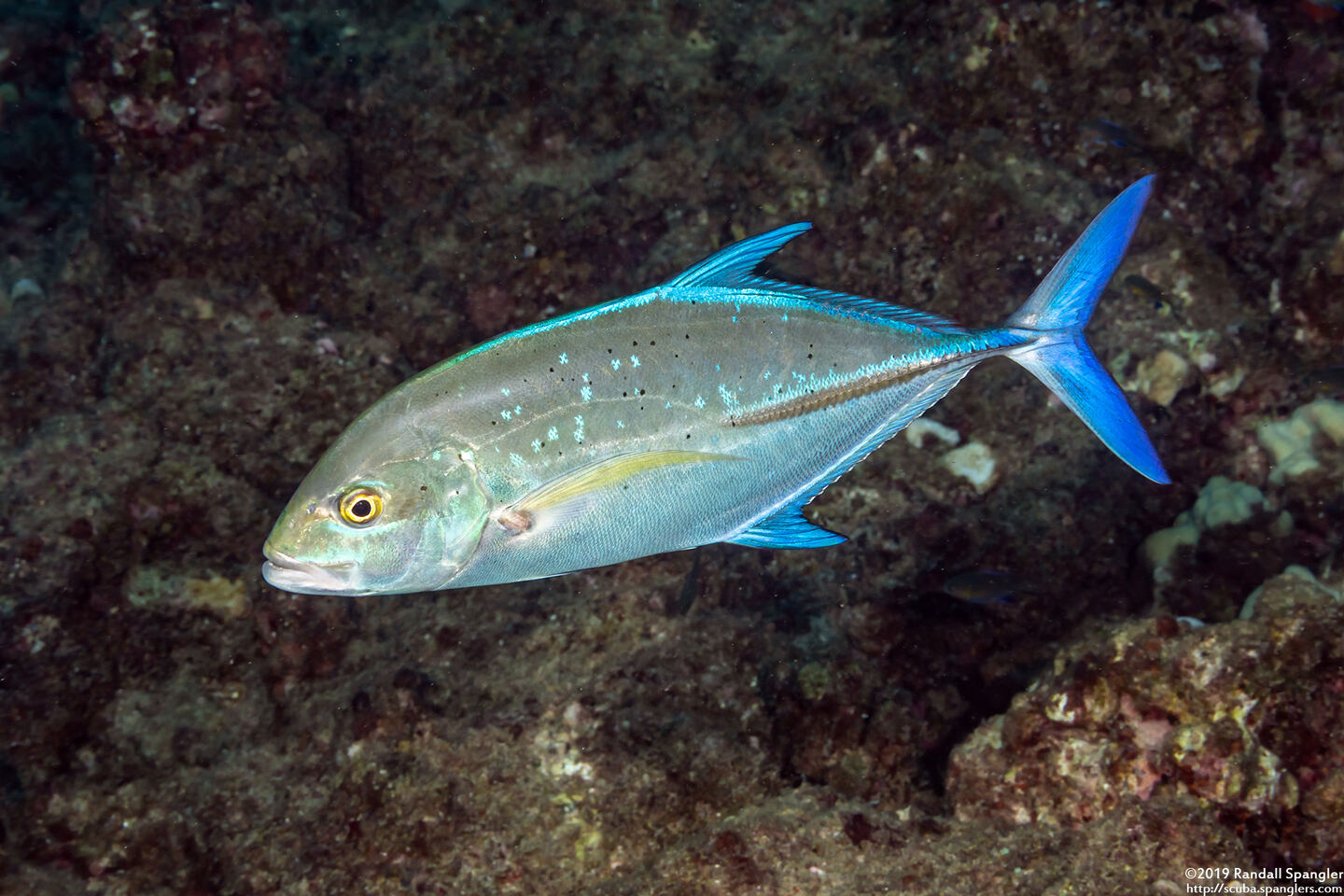 Caranx melampygus (Bluefin Trevally)