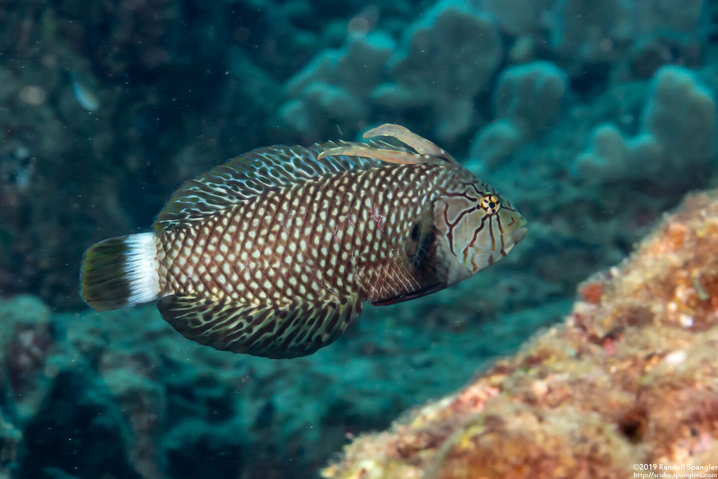 Novaculichthys taeniourus (Rockmover Wrasse)