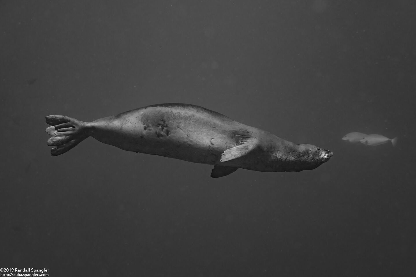 Monachus schauinslandi (Hawaiian Monk Seal)