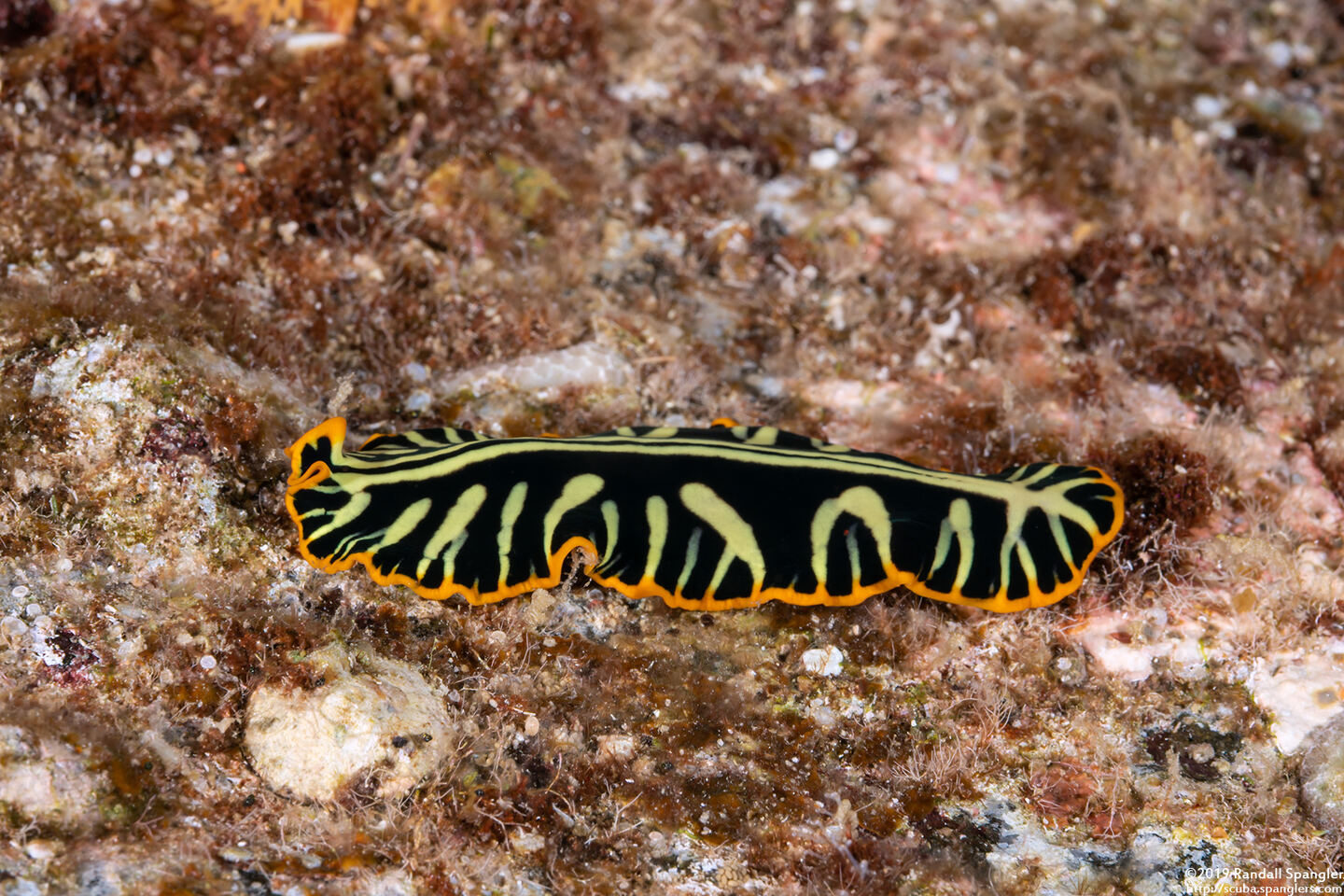 Pseudoceros dimidiatus (Divided Flatworm)