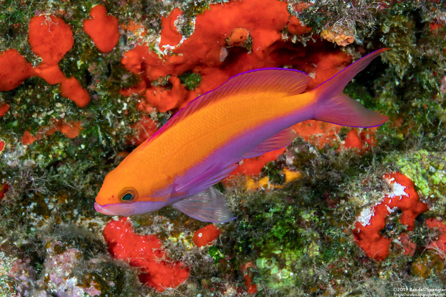 Pseudanthias bicolor (Bicolor Anthias)