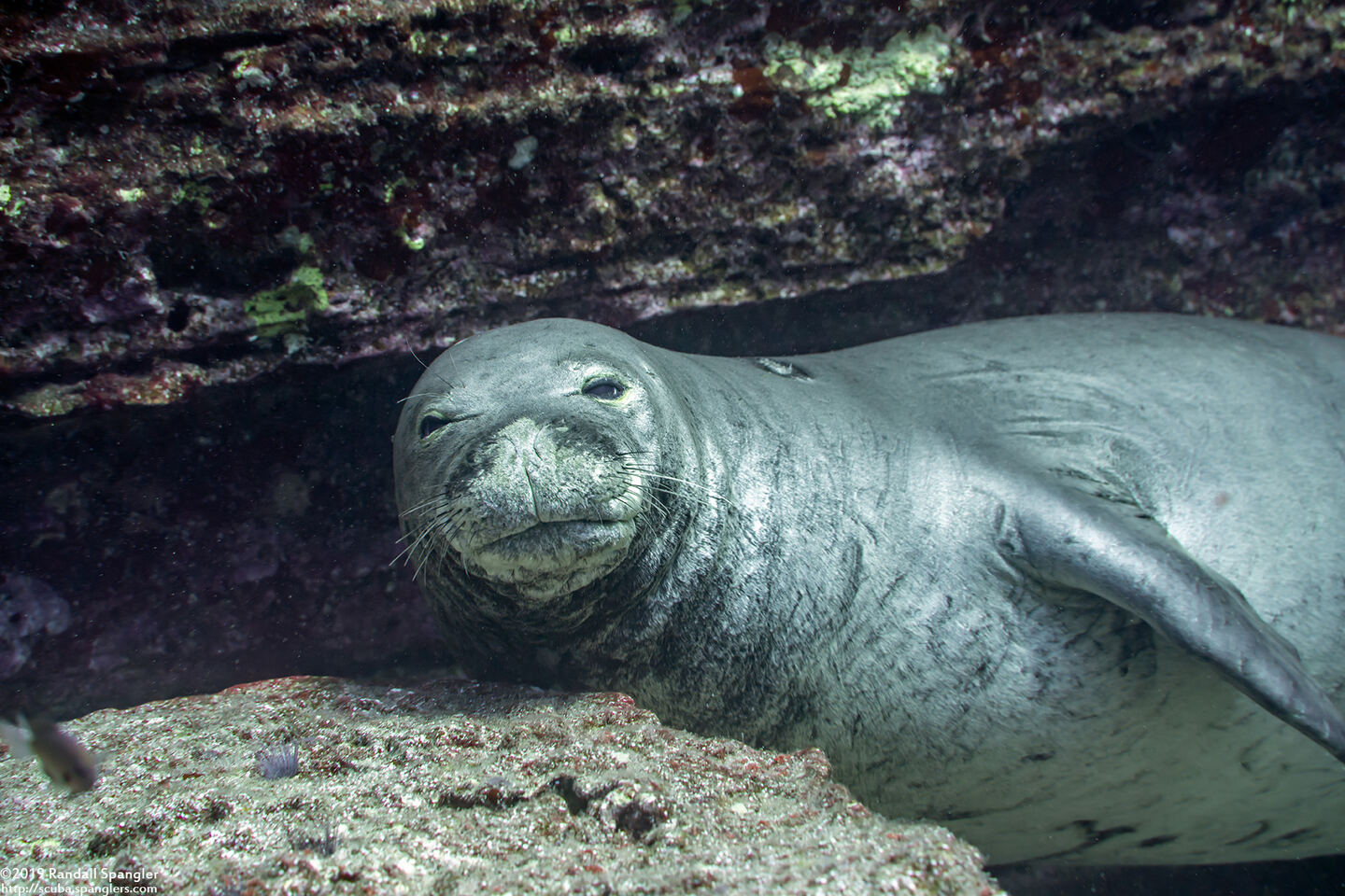 Monachus schauinslandi (Hawaiian Monk Seal)
