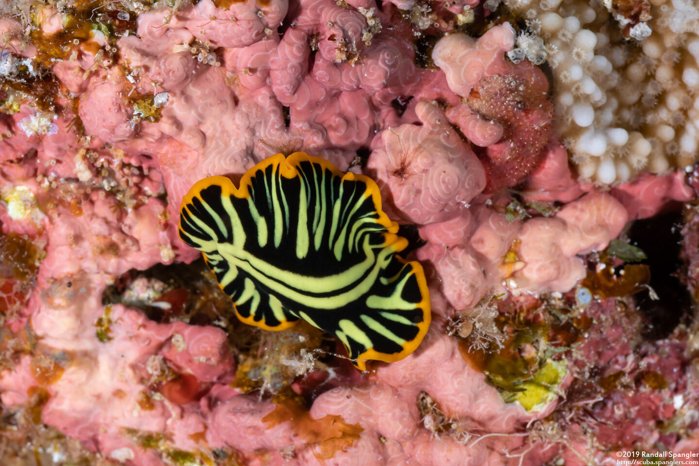 Pseudoceros dimidiatus (Divided Flatworm)