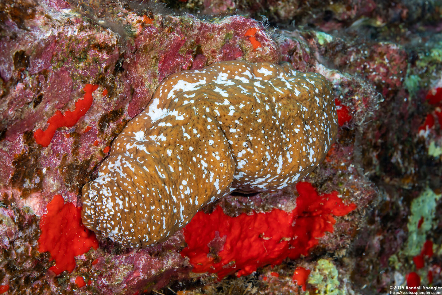 Actinopyga mauritiana (White-Spotted Sea Cucumber)