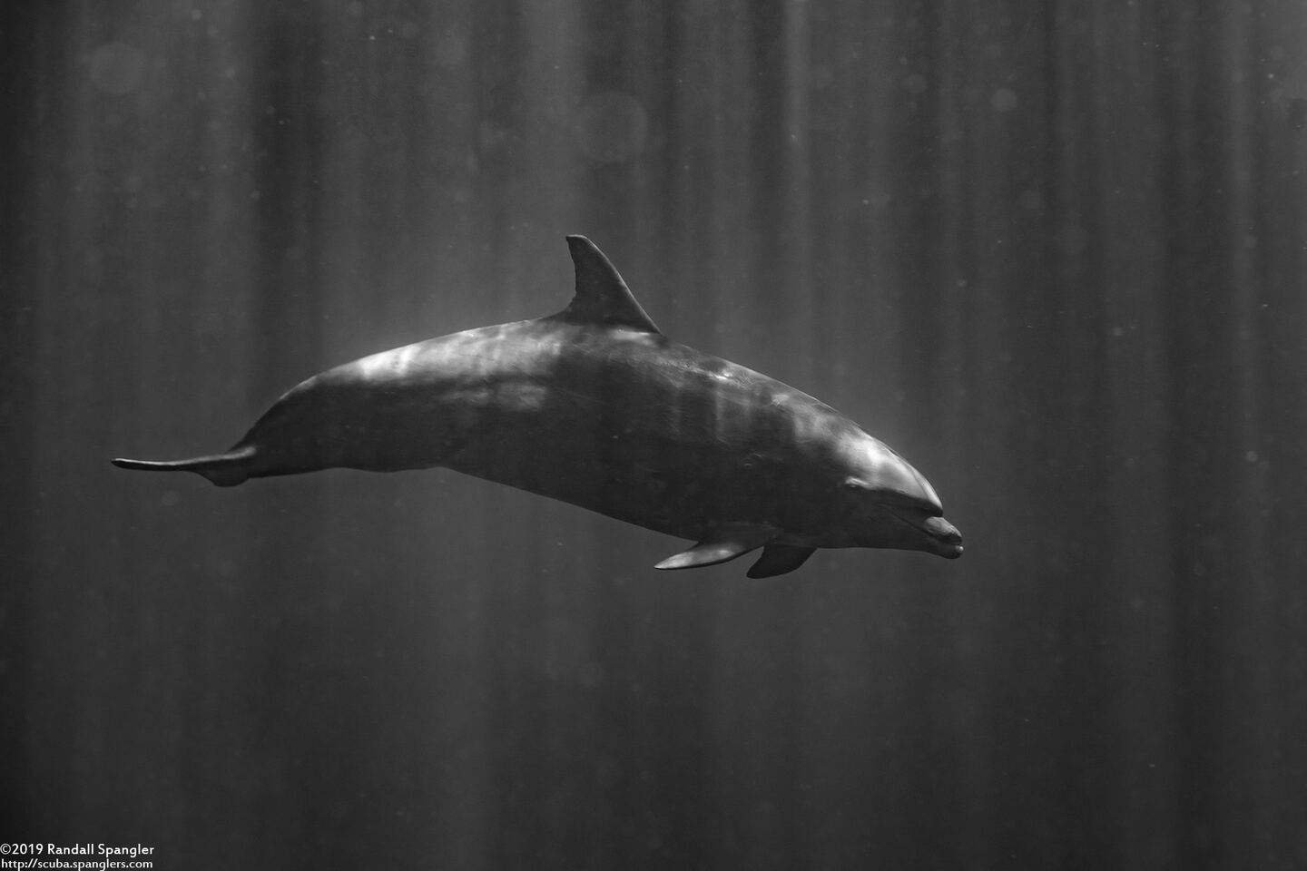 Tursiops truncatus (Bottlenose Dolphin)