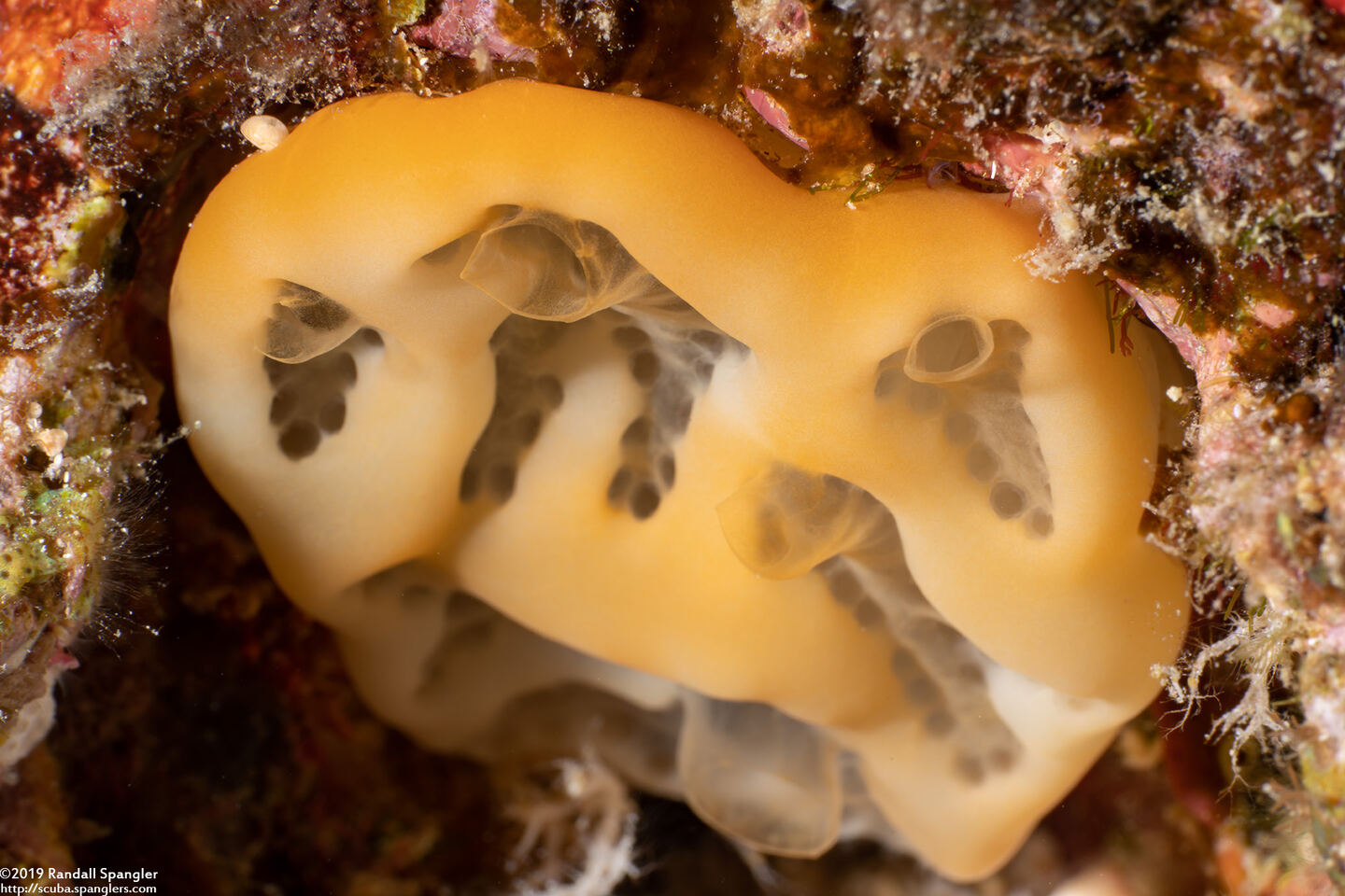 Aplidium crateriferum (Cratered Aplidium)