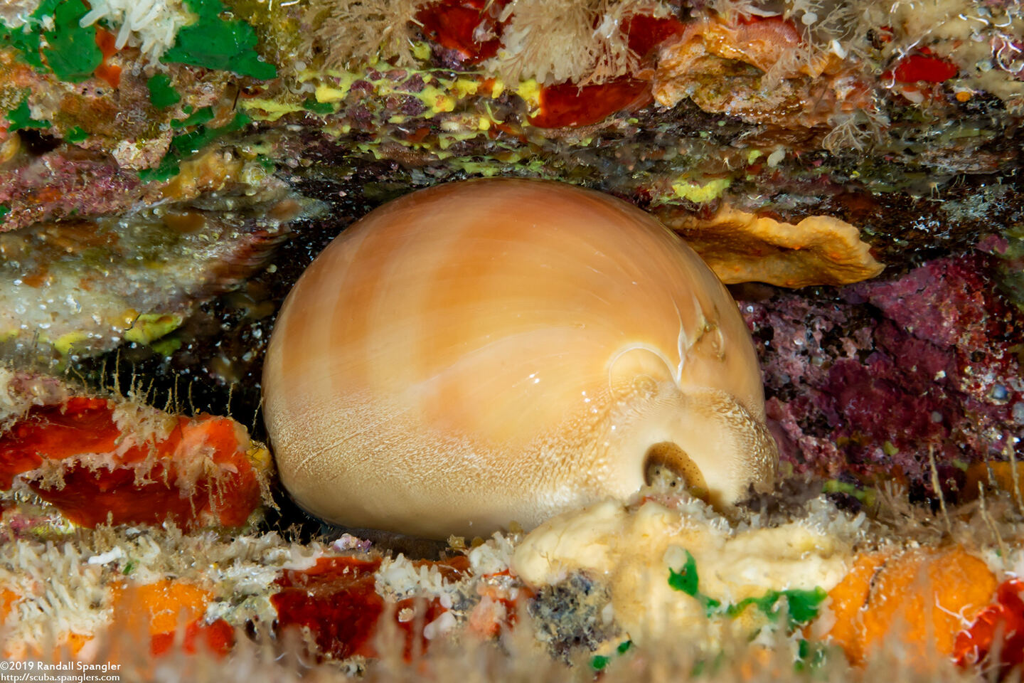 Lyncina sulcidentata (Groove-Tooth Cowry)