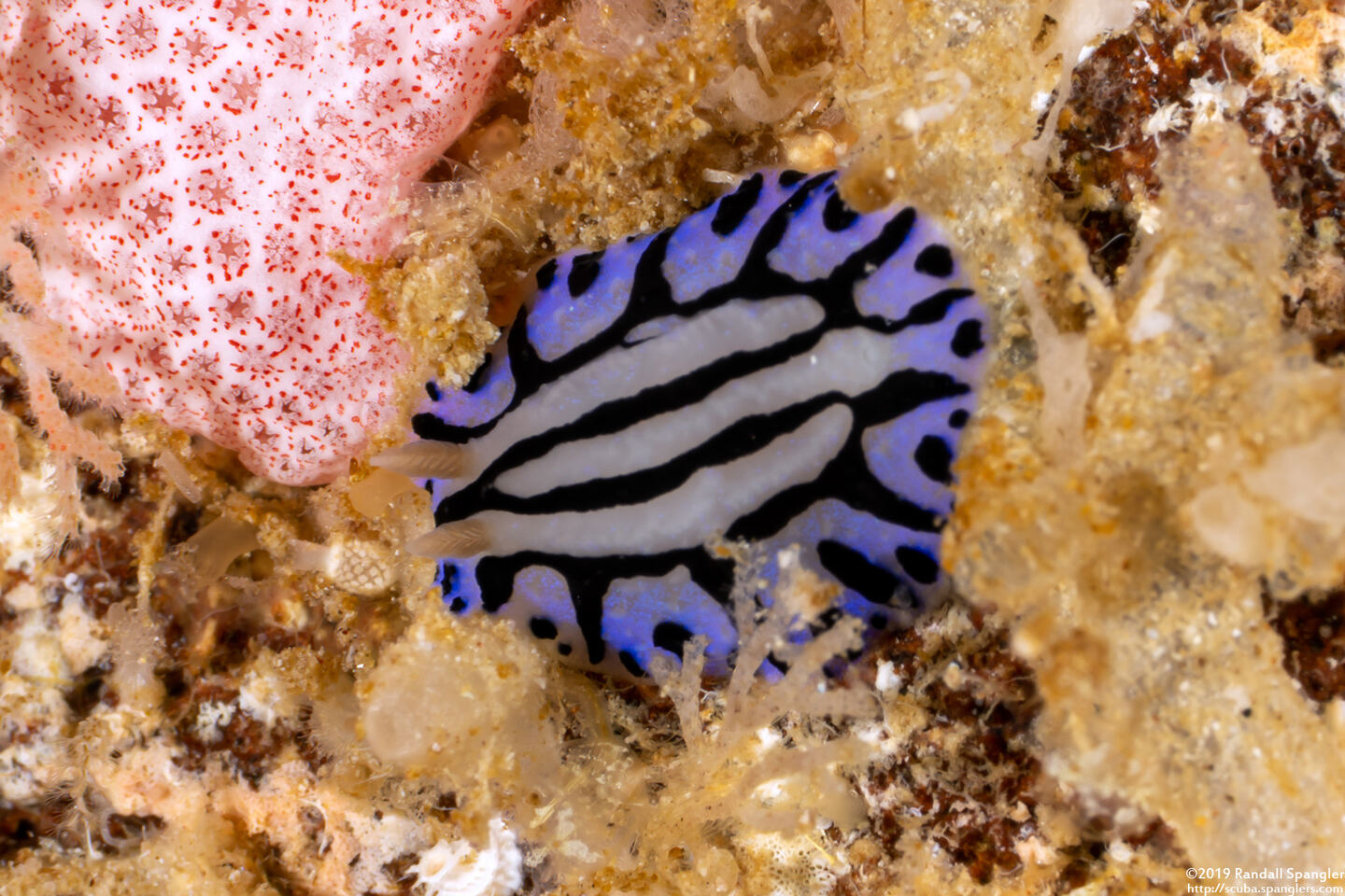 Phyllidiopsis sphingis (Sphinx Phyllidia)