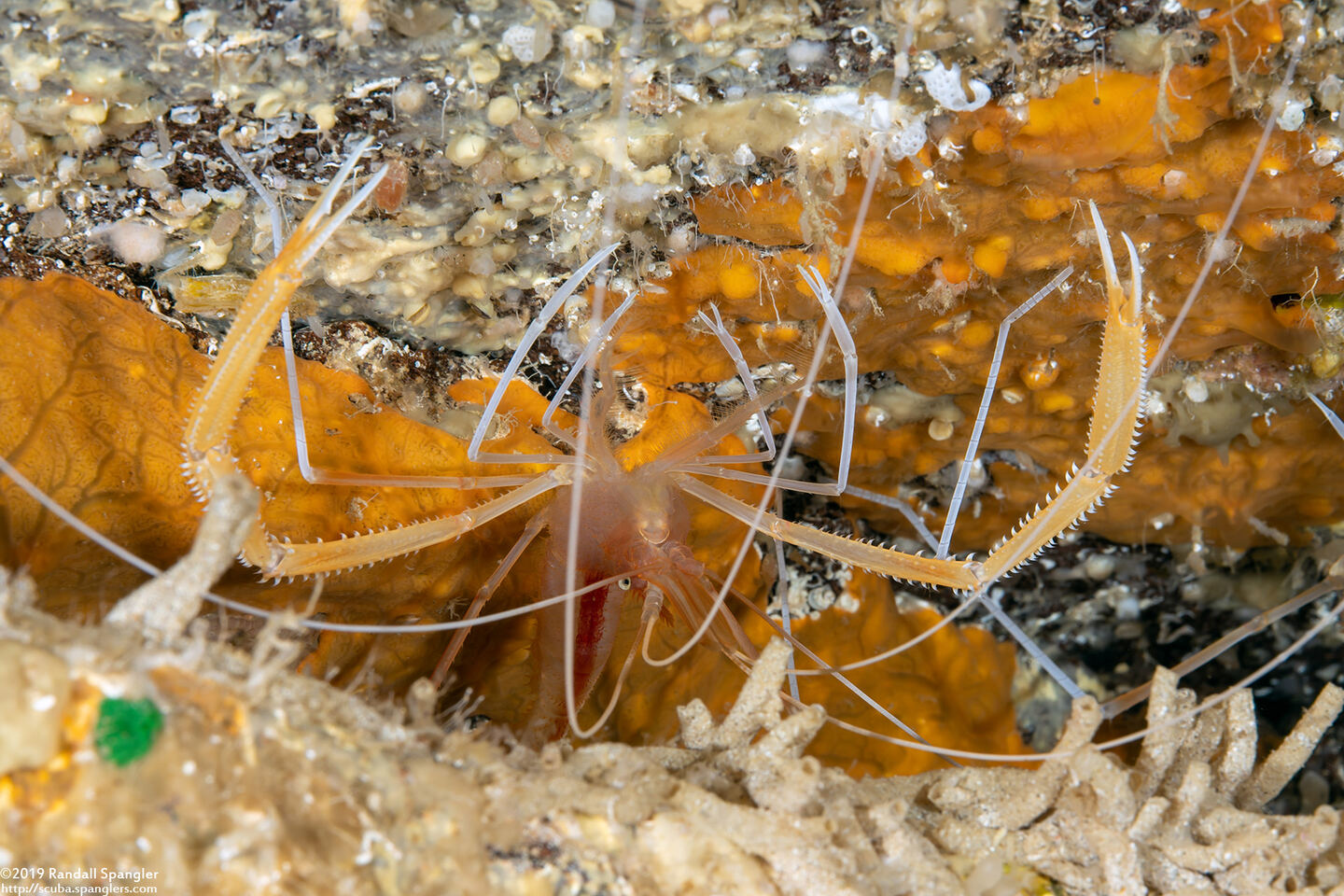 Stenopus pyrsonotus (Flameback Coral Shrimp)
