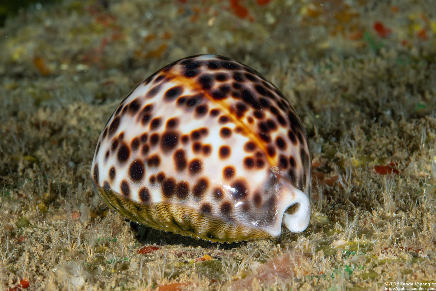 Cypraea tigris (Tiger Cowry)