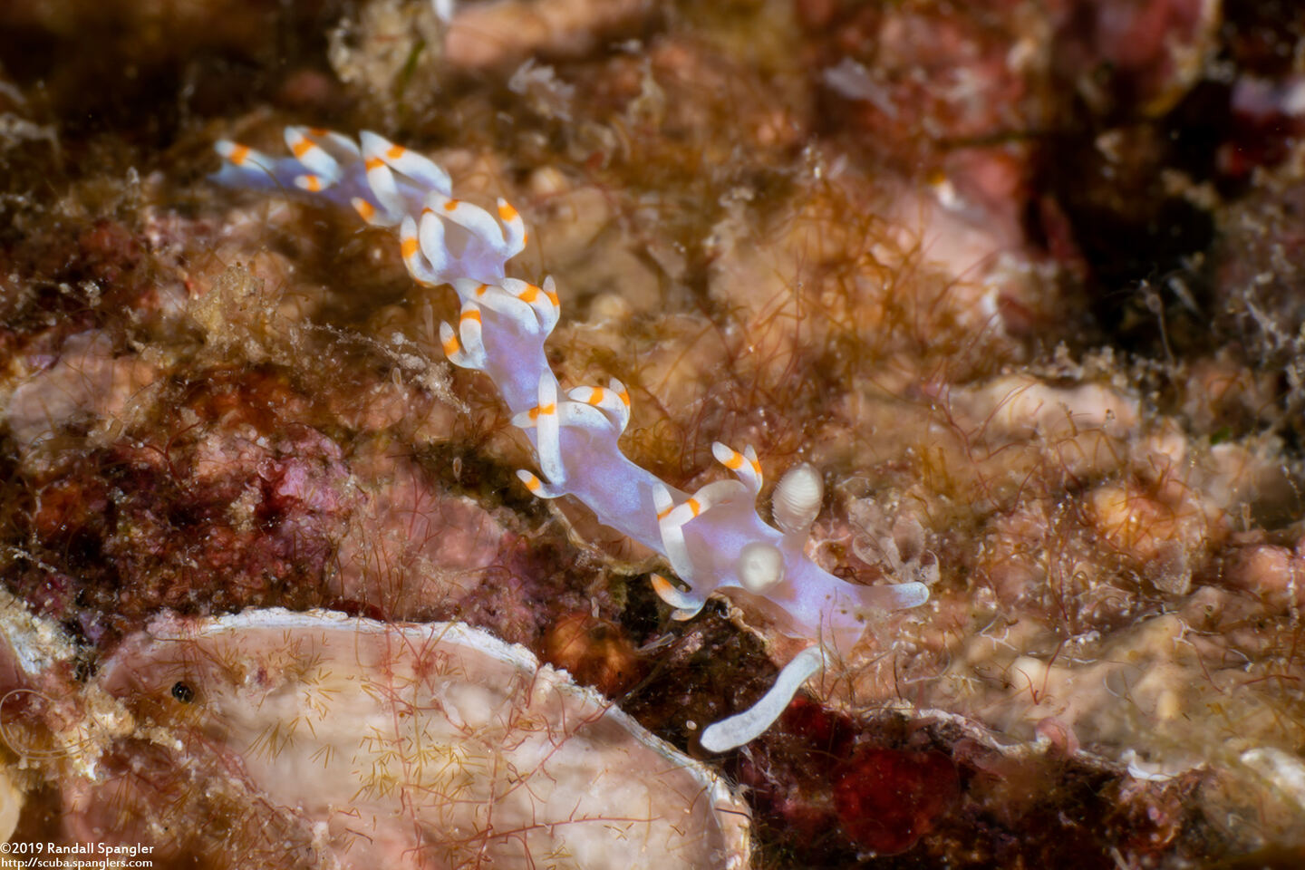 Samla bicolor (Bicolor Nudibranch)