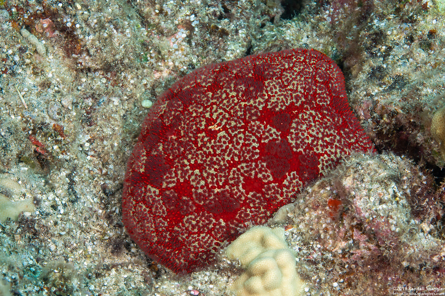 Culcita novaeguineae (Cushion Star)