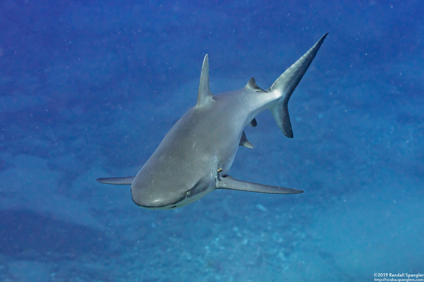 Carcharhinus amblyrhynchos (Gray Reef Shark)