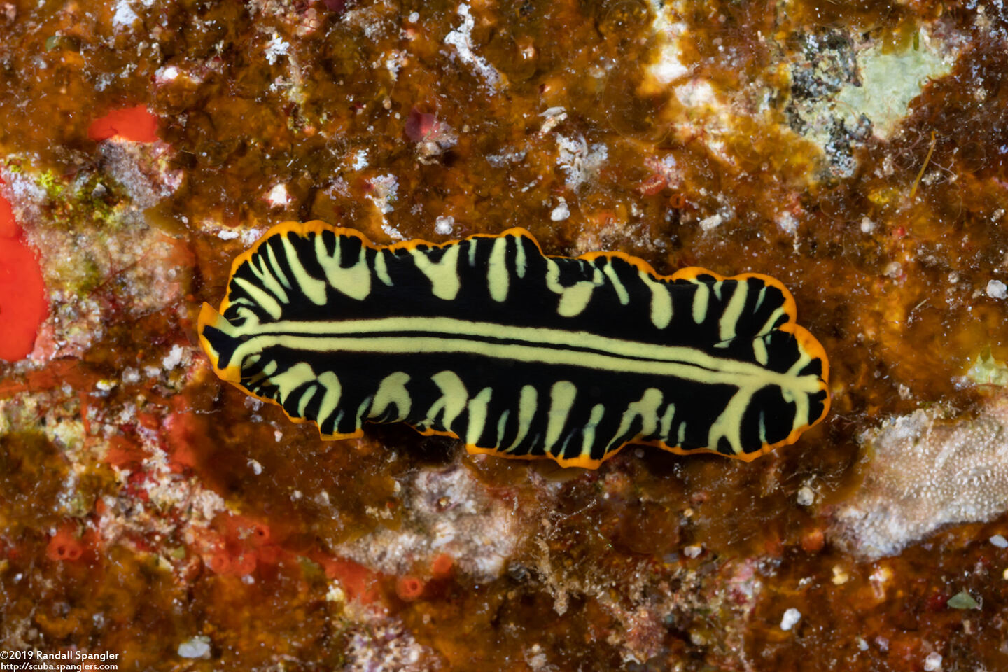 Pseudoceros dimidiatus (Divided Flatworm)