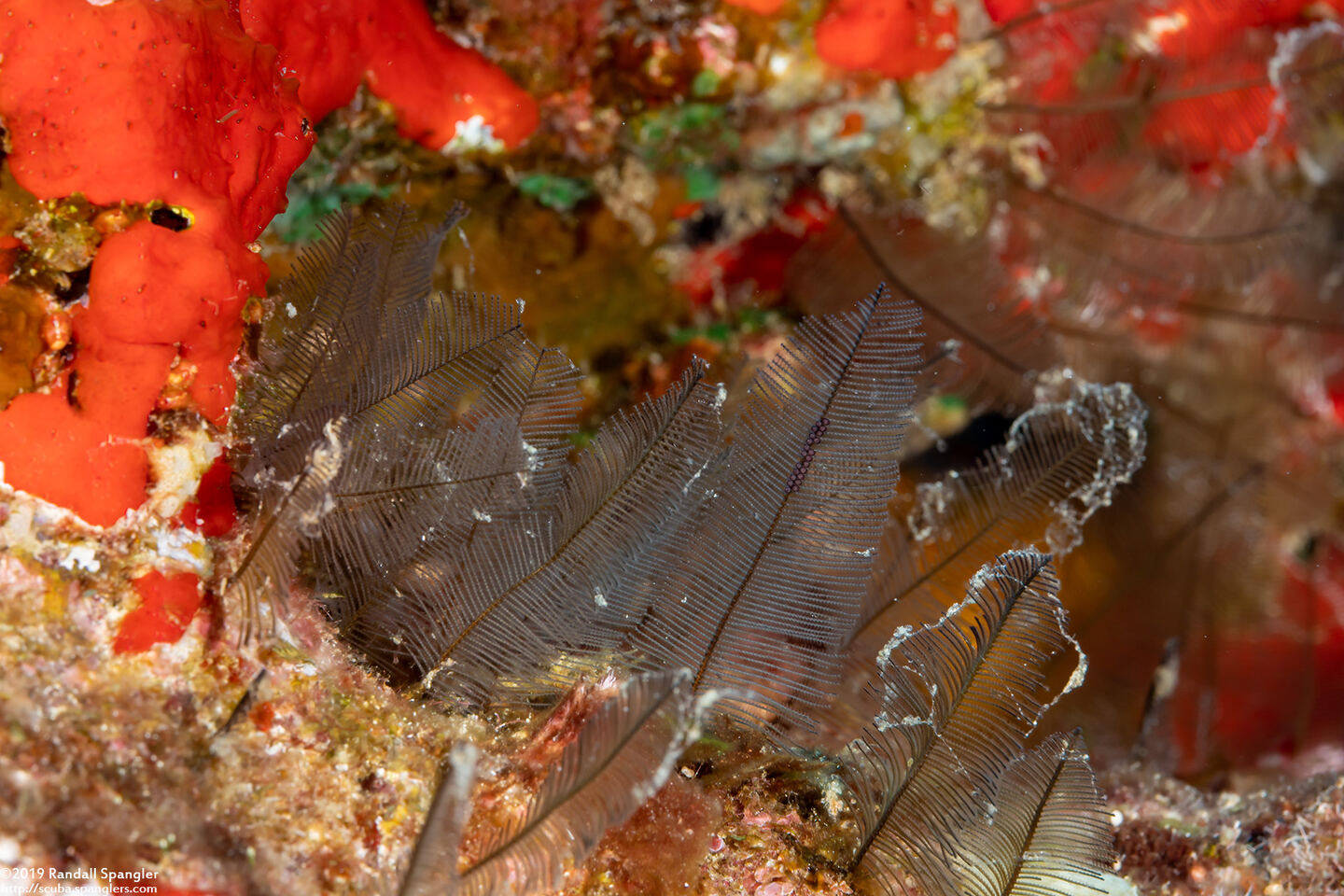 Gymnangium hians (Feather Hydroid)