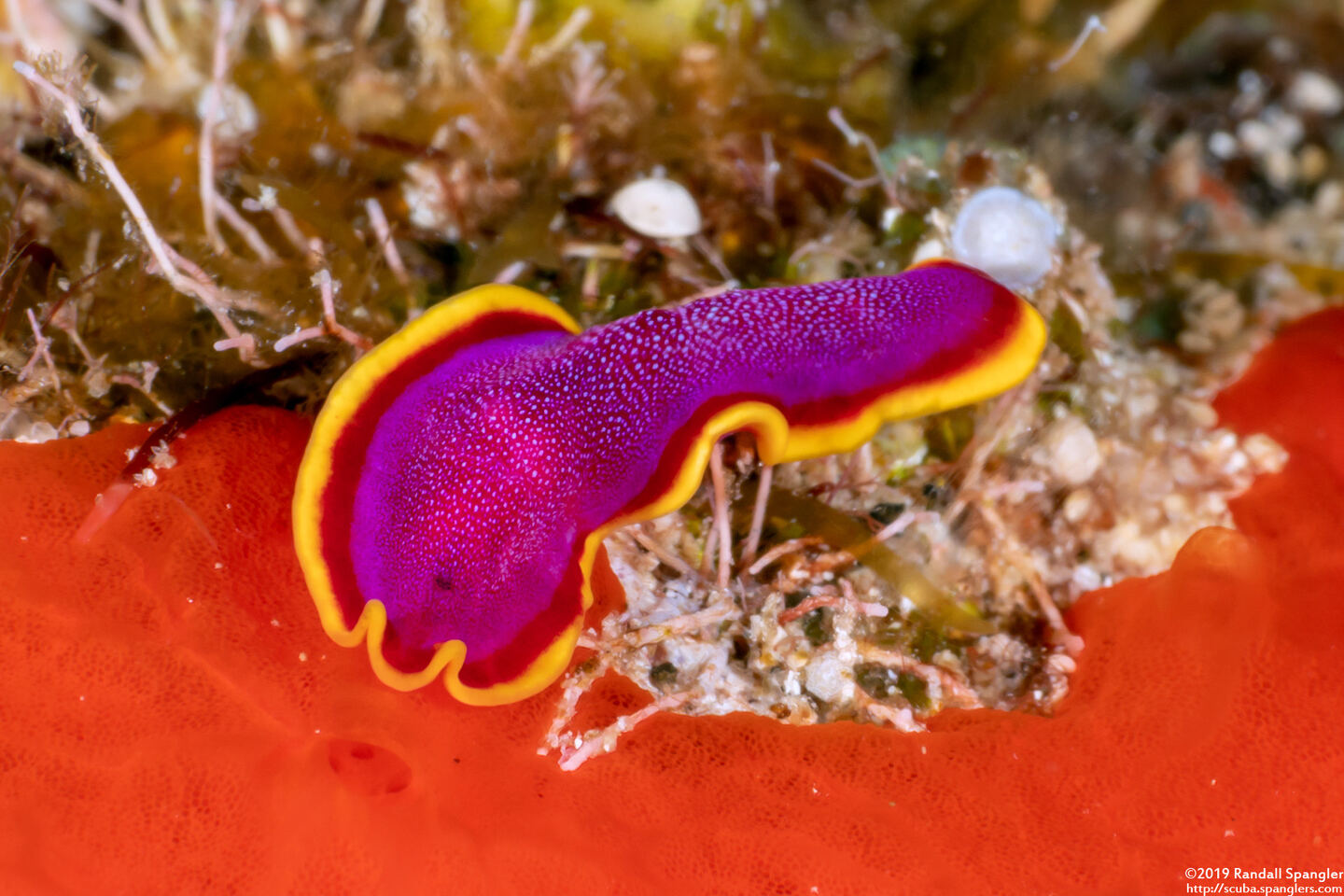 Pseudoceros ferrugineus (Fuchsia Flatworm)