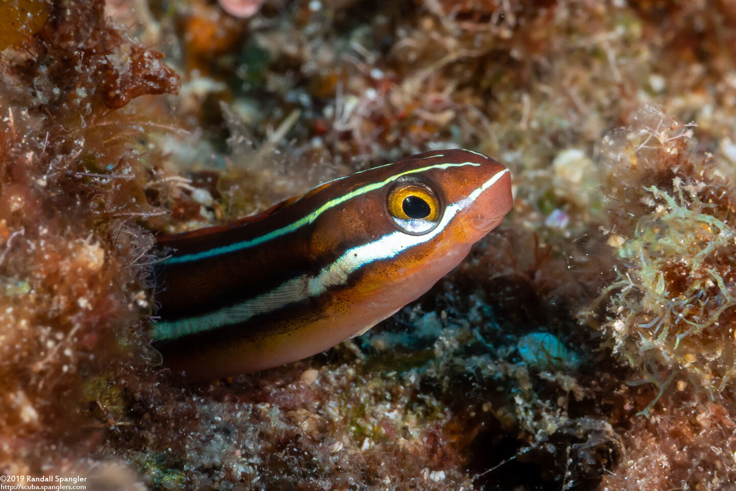 Plagiotremus ewaensis (Ewa Fang Blenny)
