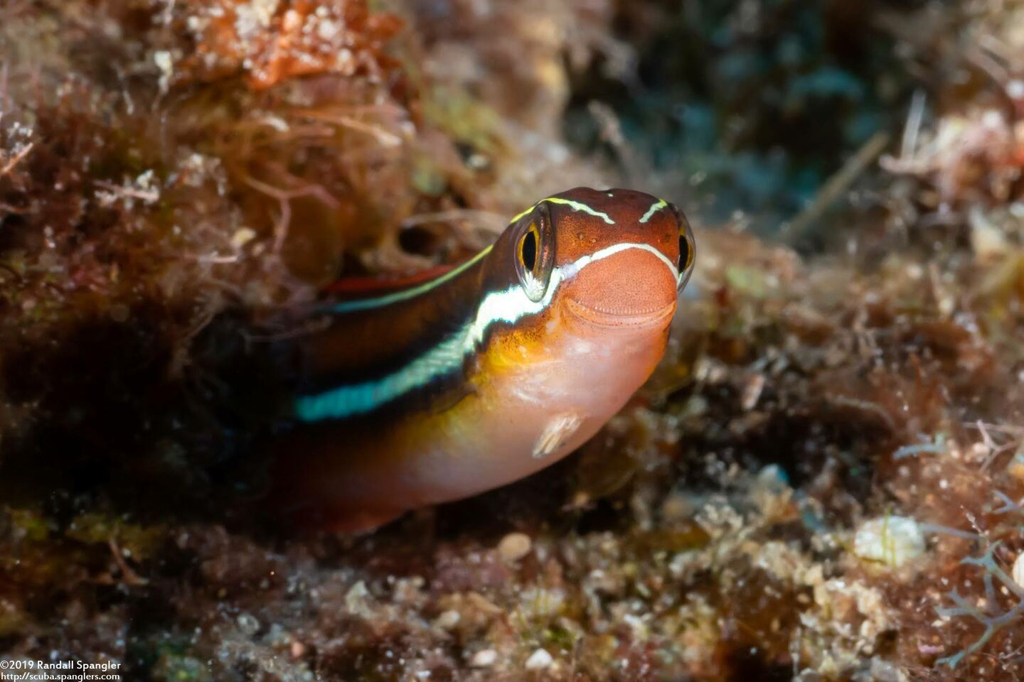 Plagiotremus ewaensis (Ewa Fang Blenny)